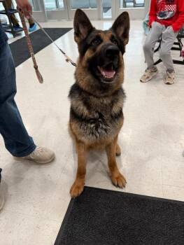 German Shepherd Dog Dogs Available for Adoption in Hobbs, New Mexico - Artemis | PetCurious