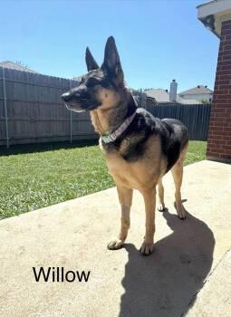 German Shepherd Dog Dogs Available for Adoption - Willow  | PetCurious