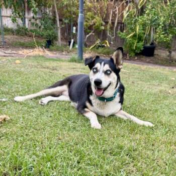 North -  Siberian Husky Dog for Adoption in Coachella, California - North | PetCurious