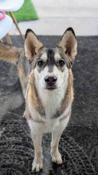 Rescue Husky and Samoyed Dogs for Adoption in Chandler, Arizona - MAYA | PetCurious