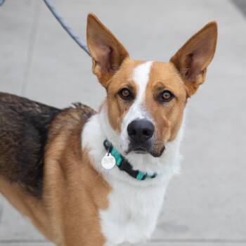 Mixed Breed and Shepherd Dogs Available for Adoption - Levi | PetCurious
