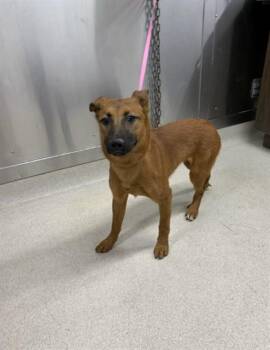 XENA -  Belgian Shepherd Malinois and Husky Dog for Adoption in Fairbanks, Alaska - XENA | PetCurious