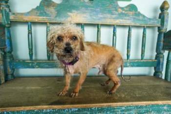 Ranger Roo -  Poodle and Yorkshire Terrier Dog for Adoption in San Antonio, Texas - Ranger Roo | PetCurious