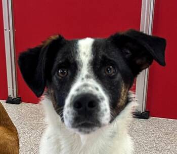 Willie -  Labrador Retriever and Collie Dog for Adoption in Paris, Kentucky - Willie | PetCurious