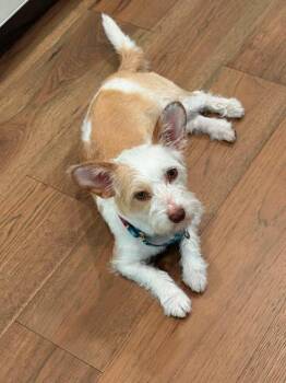 Mina (Brattleboro, VT) -  Jack Russell Terrier and Chihuahua Dog for Adoption in VERNON ROCKVL, Connecticut - Mina (Brattleboro, VT) | PetCurious