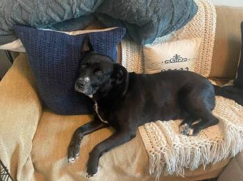 Pebbles -  Pit Bull Terrier Dog for Adoption in Pembroke, Massachusetts - Pebbles | PetCurious