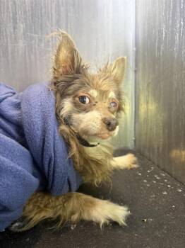 Pomeranian Dogs Available for Adoption in San Antonio, Texas - TANNER | PetCurious