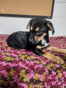 CHEYENNE -  Terrier and Mixed Breed Dog for Adoption in Lexington, Tennessee - CHEYENNE | PetCurious