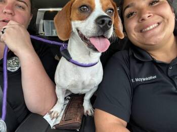 Dachshund Dogs Available for Adoption in Humble, Texas - Small Dog | PetCurious