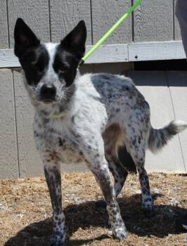 Cattle Dog and Mixed Breed Dogs Available for Adoption in Vacaville, California - Hilary | PetCurious