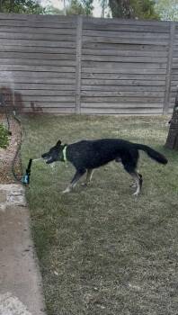 Mateo -  German Shepherd Dog Dog for Adoption in Austin, Texas - Mateo | PetCurious
