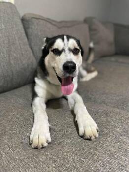 Richie -  Husky and Siberian Husky Dog for Adoption in Humble, Texas - Richie | PetCurious