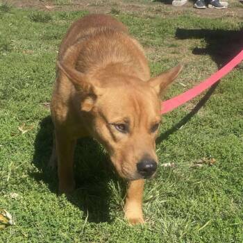 Rescue Mixed Breed Dogs for Adoption in Huntington, West Virginia - Binkley | PetCurious
