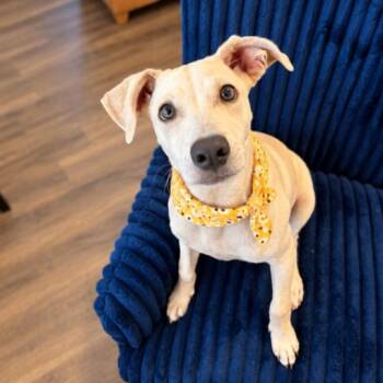 Nina Mia Bo Bina -  Yellow Labrador Retriever and Labrador Retriever Dog for Adoption in Friendswood, Texas - Nina Mia Bo Bina | PetCurious