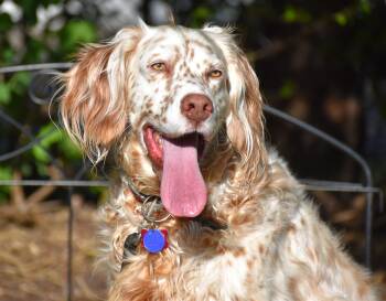 English Setter Dogs Available for Adoption in Wood Dale, Illinois - Bourbon- Foster Home Needed | PetCurious