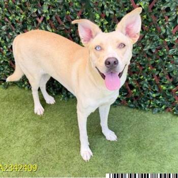 Rogue -  Mixed Breed Dog for Adoption in West Palm Beach, Florida - Rogue | PetCurious