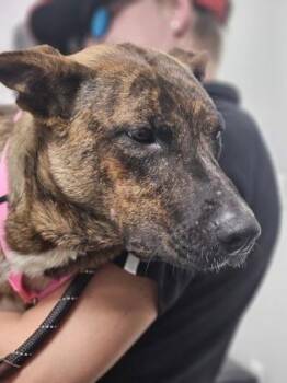 Cheesecake FKA Dog 17 -  Mixed Breed Dog for Adoption in West Chester, Pennsylvania - Cheesecake FKA Dog 17 | PetCurious