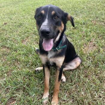 Pecos PC -  German Shepherd Dog and Cattle Dog Dog for Adoption in Goliad, Texas - Pecos PC | PetCurious