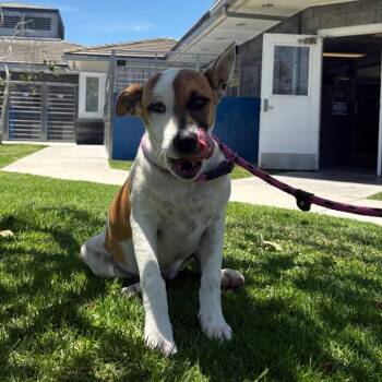 Bailey -  Pit Bull Terrier and Mixed Breed Dog for Adoption in Long Beach, California - Bailey | PetCurious