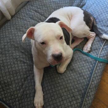 Queen -  Mixed Breed Dog for Adoption in Bartlett, Tennessee - Queen | PetCurious