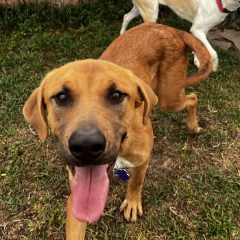Rescue Black Mouth Cur Dogs for Adoption in Estes Park, Colorado - Amber | PetCurious