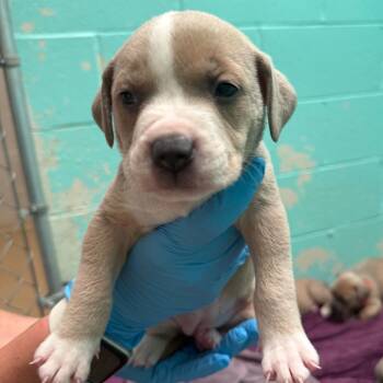 AURORA -  Shepherd Dog for Adoption in Joshua Tree, California - AURORA | PetCurious