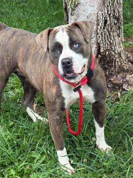 Gypsy -  American Bulldog Dog for Adoption in Springfield, Illinois - Gypsy | PetCurious