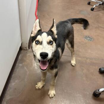 Daisy -  Husky and Shepherd Dog for Adoption in Flagstaff, Arizona - Daisy | PetCurious