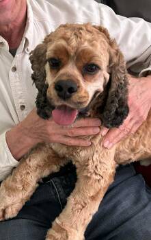 Cocker Spaniel Dogs Available for Adoption - Cash (Bonded With Posey) | PetCurious