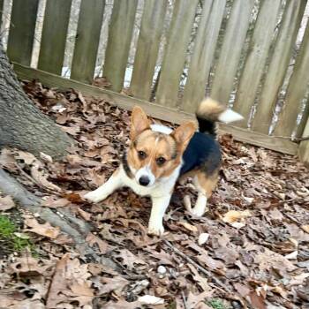 Corgi Dogs Available for Adoption - Frisbee | PetCurious