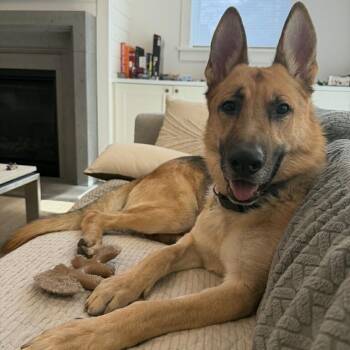 Koda - Awesome GSD Looking for Forever Home -  German Shepherd Dog Dog for Adoption in Kirkland, Washington - Koda - Awesome GSD Looking For Forever Home | PetCurious