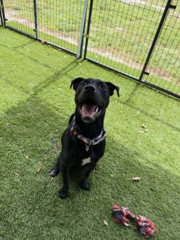 Spark - Inga -  Terrier and American Bulldog Dog for Adoption in Lakeland, Florida - Spark - Inga | PetCurious