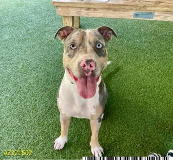 PRINCE -  Mixed Breed Dog for Adoption in West Palm Beach, Florida - PRINCE | PetCurious