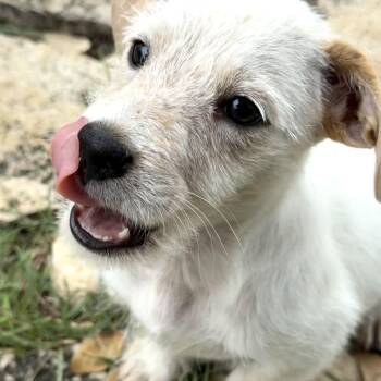 Rescue Wire Fox Terrier and Cairn Terrier Dogs for Adoption in Lockhart, Texas - Emmett The Scruffy Low-rider | PetCurious