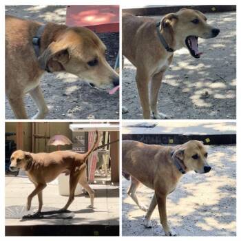 HOWIE -  Labrador Retriever Dog for Adoption in San Antonio, Texas - HOWIE | PetCurious