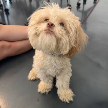 Brownie Batter -  Maltese and Shih Tzu Dog for Adoption in Jersey City, New Jersey - Brownie Batter | PetCurious