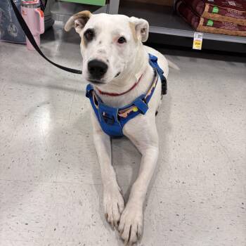 Freeway (AKA Hwy) - Survivor Pup Looking for Forever Home -  American Bulldog Dog for Adoption in Kirkland, Washington - Freeway (AKA Hwy) - Survivor Pup Looking For Forever Home | PetCurious