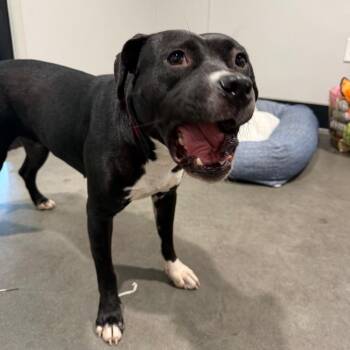 Sara -  Terrier Dog for Adoption in Tampa, Florida - Sara | PetCurious