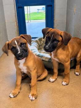 Romulus -  Boxer Dog for Adoption in Blue Springs, Missouri - Romulus | PetCurious