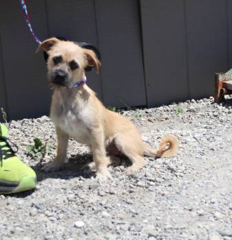 Nigel -  Terrier and Mixed Breed Dog for Adoption in Vacaville, California - Nigel | PetCurious