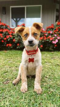 Australian Cattle Dog Blue Heeler Dogs Available for Adoption in Newport Beach, California - Ollie | PetCurious