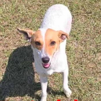 Rescue Jack Russell Terrier Dogs for Adoption in Grand Bay, Alabama - Brinkley | PetCurious