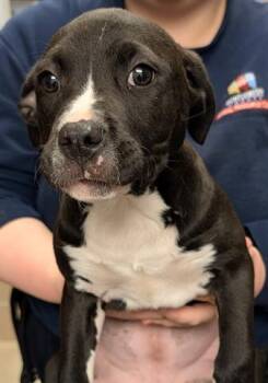 Pit Bull Terrier Dogs Available for Adoption - KATNISS | PetCurious