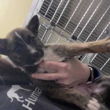 Cheese -  Mixed Breed Dog for Adoption in Asheville, North Carolina - Cheese | PetCurious