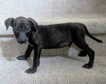 Leno -  Mixed Breed Dog for Adoption in Waunakee, Wisconsin - Leno | PetCurious