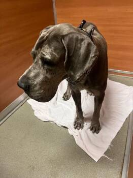 TED -  Great Dane and Mixed Breed Dog for Adoption in Doral, Florida - TED | PetCurious