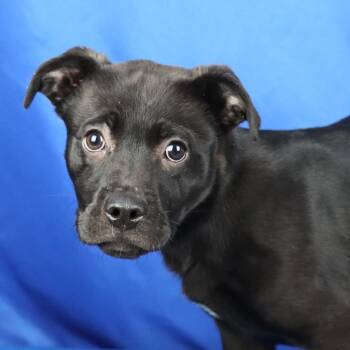 Labrador Retriever and Mixed Breed Dogs Available for Adoption in Tupelo, Mississippi - Roxanne - 021201U | PetCurious