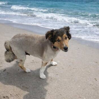 Savannah Rose -  Collie Dog for Adoption in Smithfield, North Carolina - Savannah Rose | PetCurious