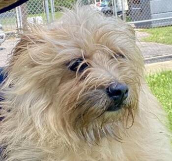 sassy -  Terrier Dog for Adoption in Glasgow, Kentucky - Sassy | PetCurious