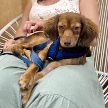 Maldives -  Dachshund Dog for Adoption in New York, New York - Maldives | PetCurious
